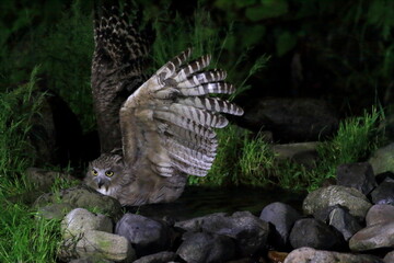 Wall Mural - Blakiston's Fish Owl (Bubo blakistoni) in Hokkaido, Japan