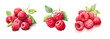 Raspberries, watercolor painting style illustration. Vector set.