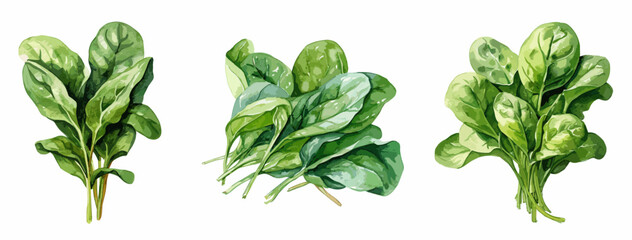 Spinach, watercolor painting style illustration. Vector set.