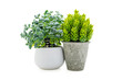 © zaharov43 - Indoor green potted plant on a white background