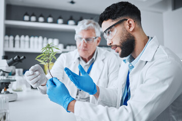 Poster - Science, cannabis and men with plant in medical laboratory for research, biology and study medicine. Healthcare, cbd agriculture and scientists with weed or marijuana for analysis, test and ecology