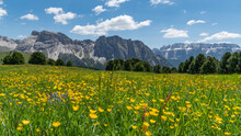 Colorful Plants In The Geislerspitzen Mountains (Gruppo Delle Odle) In The Dolomites (Italian Alps) Near Seceda Mountain Peak