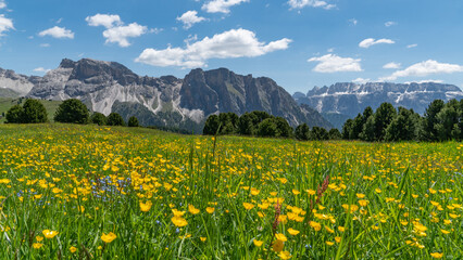 Colorful plants in the Geislerspitzen mountains (Gruppo delle Odle) in the Dolomites (Italian Alps) near Seceda mountain peak