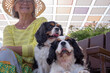 Blurry senior smiling woman with hat sitting on a bench in he park with her two cavalier king charles dogs. Mature lady and her best friends