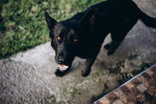 Portrait Of A Big Black Dog. German Shepherd. Pet