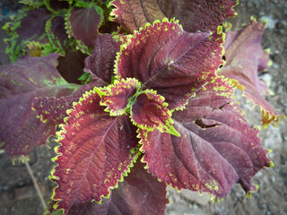 red and yellow leaves