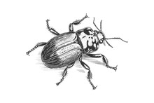 Beetle Insect Hand Drawn Engraving Sketch. Vector Illustration Design.