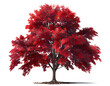 The maple tree has red leaves. on a transparent background