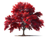 Fototapeta  - The maple tree has red leaves. on a transparent background
