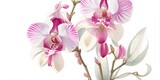 Fototapeta Storczyk - Blooming orchid on a white background. Delicate orchid flower.