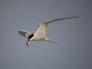 Sticker - Arctic tern, Sterna paradisaea