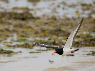 Sticker - Oystercatcher, Haematopus ostralegus