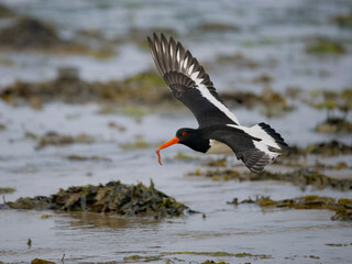 Sticker - Oystercatcher, Haematopus ostralegus