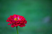 Red Flower With Yellow Stamens On A Green Background.