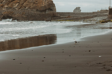 Canvas Print - beach in the morning