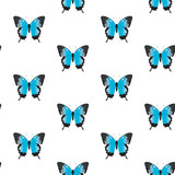 Fototapeta Motyle - Vector seamless pattern of butterflies. Vector butterfly papilio ulysses. Buttrerfly and insept on white background. Blue butterfly.