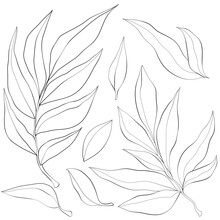Black And White Leaves
