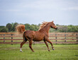 Arabian horse cantering in a fenced pasture. 