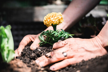 Female hands gardening planting a beautiful yellow flower in fertile soil