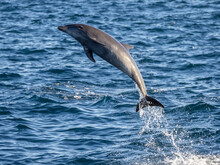 Adult Common Bottlenose Dolphin (Tursiops Truncatus), Leaping Off Isla San Jose, Baja California Sur