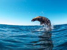 Excited California Sea Lion (Zalophus Californianus), Leaping From The Water, Isla San Pedro Martir, Baja California