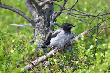 Wall Mural - Corvus cornix. A Hooded Crow chick sits on a branch on a sunny summer day