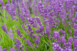 Fototapeta Lawenda - Soft focus flowers, beautiful lavender flowers blooming.