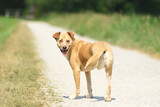 Fototapeta Konie - Hund mit drei Beinen auf einem Weg und blickt zurück