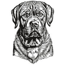 Dogue De Bordeaux Dog Hand Drawn Logo Drawing Black And White Line Art Pets Illustration Sketch Drawing