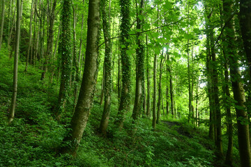 Naklejka na meble green forest