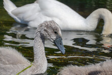 Young Grey Swan Swimming On River With Family. Close Up Portrait Of Fluffy Baby Swan 