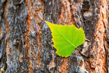 Wall Mural - yellow-green birch leaf on pine bark. a fallen autumn leaf on a pine trunk