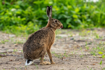 rabbit szarak zając język oczy biegnie