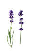 © Inna Dodor - Lavender flowers isolated on transparent background. Collection of lavender flowers for design.