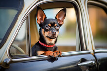 Funny Chihuahua Dog Looking Out Of The Car Window. Selective Focus.