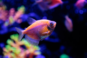 Wall Mural - fish in aquarium