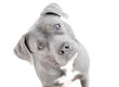 A blue and white Pit Bull Terrier mix dog looking up at the camera with a head tilt
