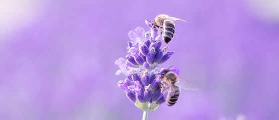 Wall Mural - Nature's Harmony: A Bee Embracing the Lavender Blossom