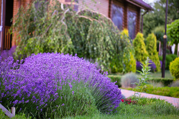 Wall Mural - Lush Lavender Haven: A Designer's Delight in Backyard Landscaping