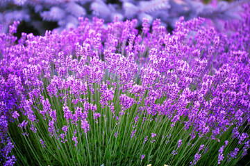 Sticker - Enchanting Backyard Escape: A Symphony of Lavender Blooms