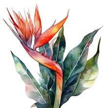 Watercolor Illustration Of A Paradise Flower Strelitzia. Ai Illustration. Transparent Background, Png