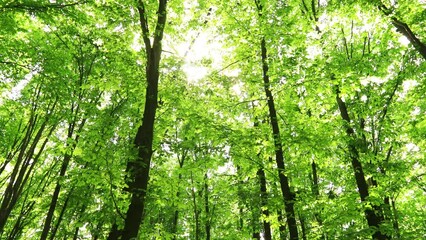 Poster - a summer forest trees. nature green wood sunlight backgrounds.