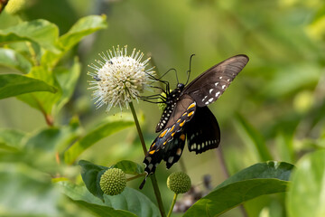 Sticker - butterfly on flower