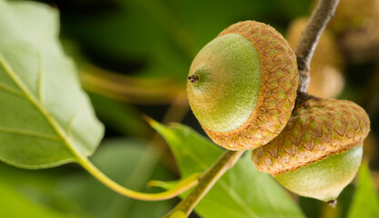 acorns on branch closeup for banner Canadian oak acorns close-up