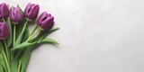 Fototapeta Tulipany - Purple tulip flower story background. AI Generated