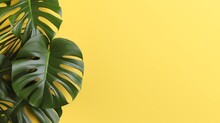 Monstera On Yellow Background. Palm Tree Banner With Space For Text.