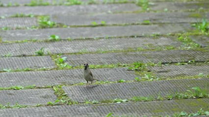 Sticker - eurasian tree sparrow in a field