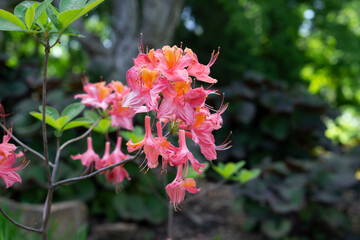 Canvas Print - Coral rhododendron flowers. Beautiful pink rhododendron flower close-up. Blooming rhododendron on bokeh background.