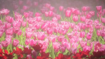 Wall Mural - pink tulip flower blooming in the garden, beautiful slow motion scenery