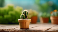 Mini Cactus Garden 4k Wallpaper